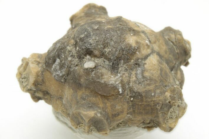 Fossil Crinoid (Platycrinites) - Clitheroe, England #216602